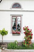 Red rose climbing on white wooden facade of country house with lattice windows
