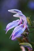 Violett blühende, tropische Blume