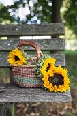 Sunflowers in basket with handle on weathered wooden bench outdoors