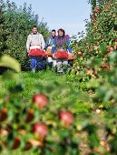 Three people carrying harvesting bags in an apple orchard
