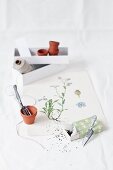 Forget-me-not seeds in small gift box and flower pot on botanical drawing