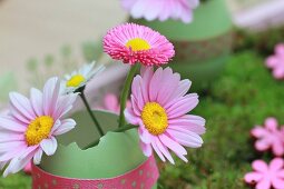 Rosa Margeritenblüten und Bellis in hellgrüner Eierschale mit gepunktetem Geschenkband verziert