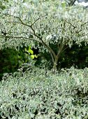 Tree with silver and green variegated leaves in garden