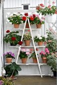 Geraniums on white plant shelves made from ladder