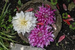 weiße und violette Dahlienblüten im Wasserbecken