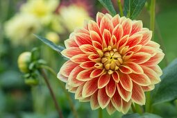 Yellow and orange dahlia flower