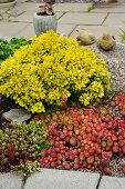 Succulents and foliage plants in flowerbed next to terrace