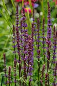 Flowering salvia in garden