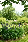 Flowering bed of iris in foreground in landscaped garden