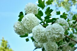Branch of double snowball flowers