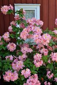 Pink-flowering azaleas against wooden house façade painted Falu red