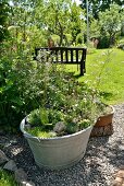 Succulents and foliage plants planted in old zinc tub on gravel area in garden