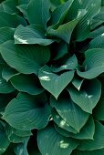 Hosta in garden