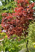 Red, Japanese maple tree in summery garden
