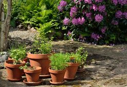 Seedlings in various terracotta plant pots in sunny spot in front of rhododendron bush