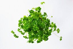 Fresh parsley in a flower pot