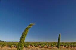 Pine tree bending in the wind at the Beaucastel vineyard in the Appellation Chateauneuf-du-Pape, France