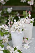 Apple blossom in paper cups