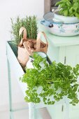 Fresh kitchen herbs in a pale green vintage plant trough