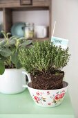 Thyme and sage in a decorative bowl and an enamel mug on a kitchen dresser