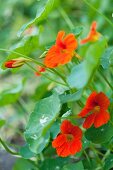 Orangerotblühende Kapuzinerkresse mit Blättern und Knospen