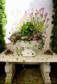 Pink-flowering plant in antique white urn on vintage stone bench