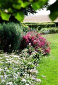 Blühende Blumen im Beet (Sterndolde, Apfelminze) neben gemähtem Rasen in sommerlichem Garten