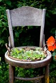 Sempervivums planted in old wooden chair