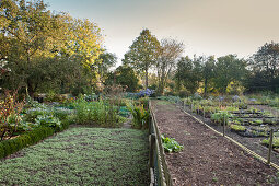 Various foliage plants in nursery beds surrounded by trees in morning sunlight