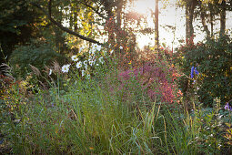 Wild bed of autumnal grasses in front of trees against the low sun