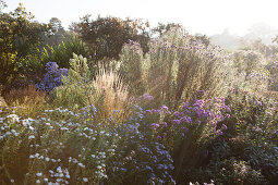 Grasses and winter asters in low sunlight in rural surroundings