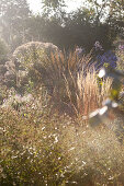 Autumn impressions of grasses and asters in rustic plant nursery