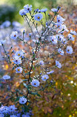 Blue asters in autumn sunlight