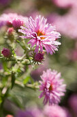 Pastel pink asters in sunlight