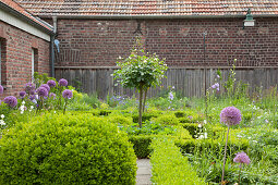 Knot garden with clipped hedges and flowering alliums outside brick farmhouse