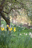 weiße und gelbe Narzissen um knorrigem Baum im frühlingshaften Garten