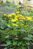 Leopard's bane in iron plant support in spring garden