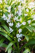 Squill in spring flowerbed