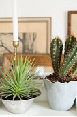 Succulent planted in silver bowl and cactus in pale grey, glossy china pot