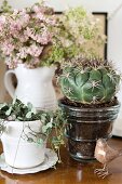 Still-life arrangement of foliage plant in white china pot, cactus in brown, glossy china pot, bird ornament and vase of flowers