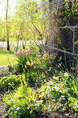 Flowering tulips in sunny garden