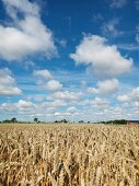 Blick über Getreidefeld in die Landschaft