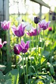 Purple tulips in sunny garden