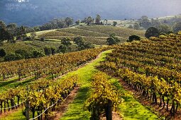 Weinanbau in New South Wales, Australien