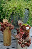 Red-brown sempervivums planted in rusty tin cans on garden table outdoors