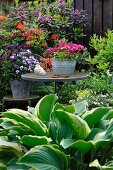 Hosta in front of potted plant on garden table and chair in flowering garden