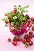Wild strawberries with flowers in a bowl