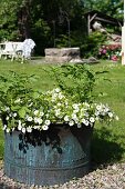Rustic metal planter of petunias and potato plants in sunny garden