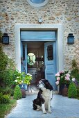 Dog on paved path leading to stone house with open blue front door