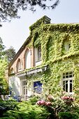 Flowering shrubs in summery garden of traditional house with climber-covered façade